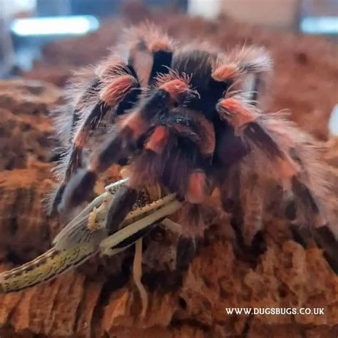 Will a tarantula eat a dead bug?