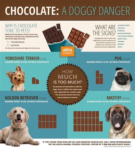 Will a tiny bit of chocolate hurt my dog?