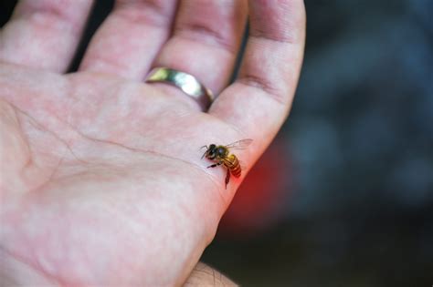 Will a wasp sting if you stay still?