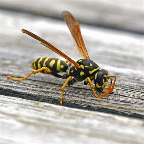Will a wasp sting you if it lands on you?
