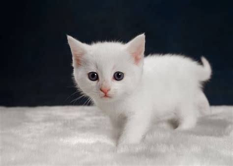 Will a white kitten stay white?