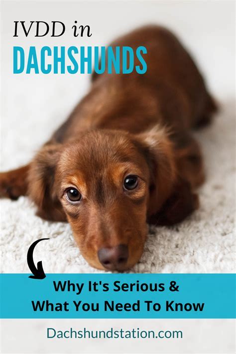 Will all Dachshunds get IVDD?