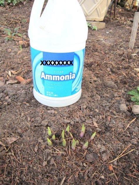 Will ammonia hurt my garden?