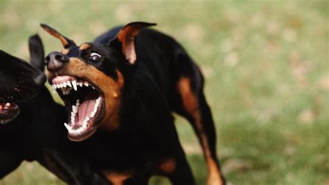 Will an aggressive dog always be aggressive?