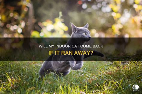 Will an indoor cat come back?