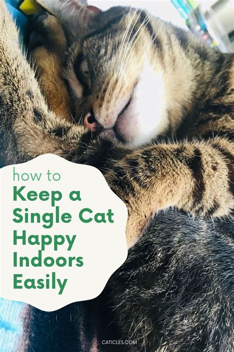 Will another cat make my cat less lonely?