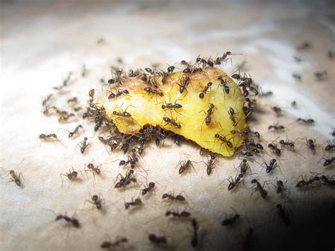 Will ants eat oranges?