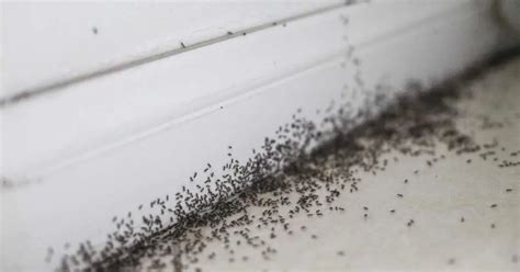 Will ants go away on their own?