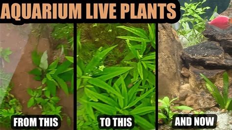 Will aquarium plants multiply?