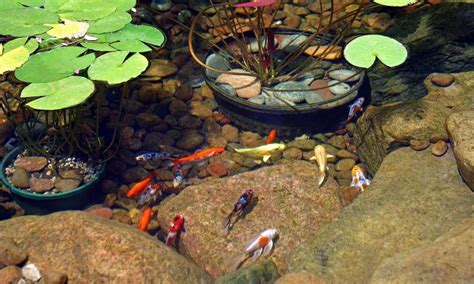 Will baby fish survive in my pond?