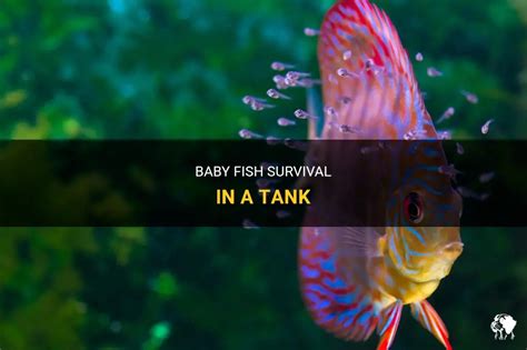Will baby fish survive in my tank?