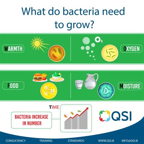 Will bacteria grow in oil?