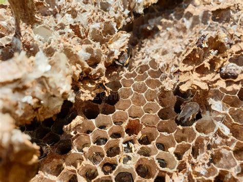 Will bees abandon a hive?