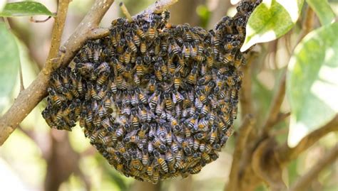 Will bees leave if you destroy their nest?