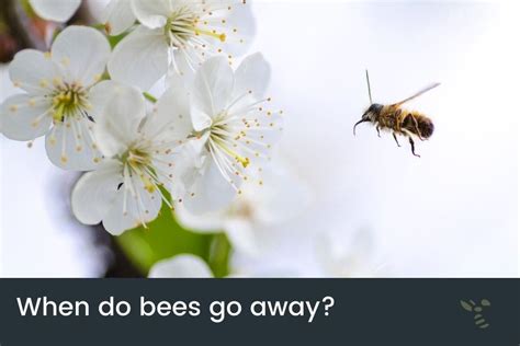 Will bees run away?