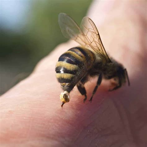 Will bees sting you if you touch them?