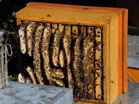 Will bees use an old hive?