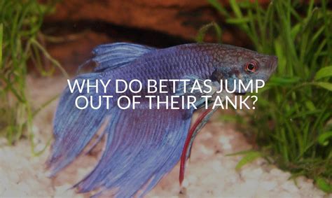 Will betta jump out of tank?