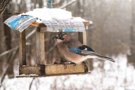 Will birds find my bird feeder if I move it?