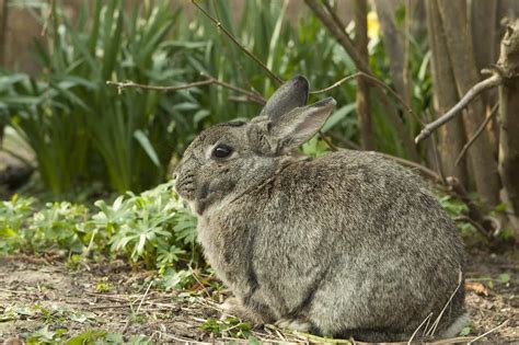 Will black pepper keep rabbits away?