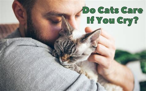 Will cats comfort you when you cry?