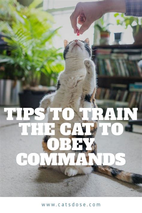 Will cats obey commands?