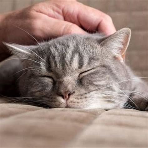 Will cats purr if they are in pain?