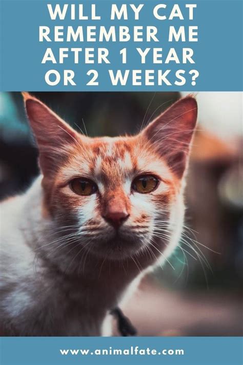 Will cats remember you after 3 weeks?