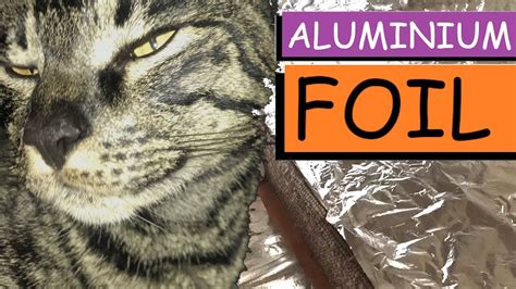Will cats scratch aluminum foil?