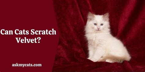 Will cats scratch velvet?