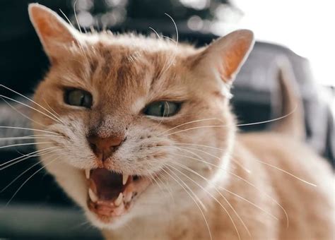 Will cats stop crying if you ignore them?