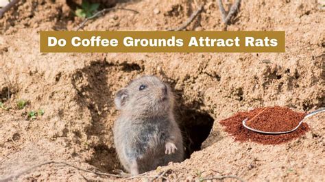 Will coffee grounds attract mice?
