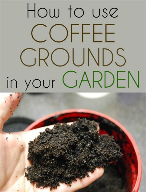 Will coffee grounds keep snails away?
