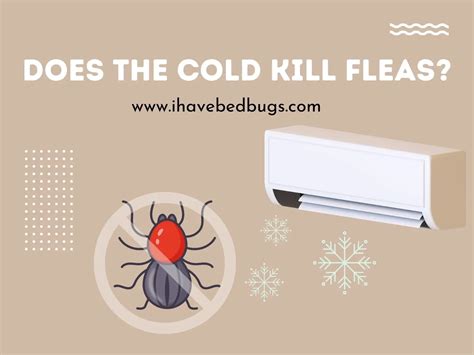 Will cold kill fleas?