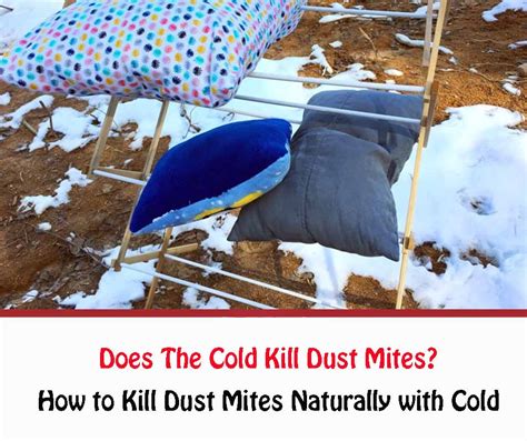 Will cold kill mites?