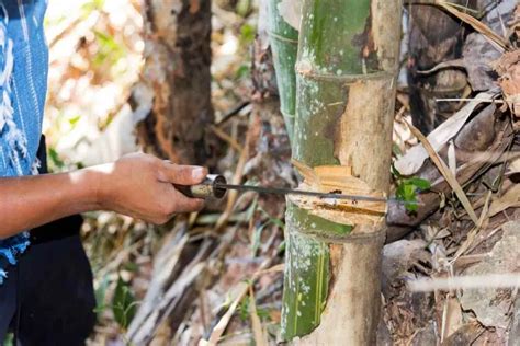 Will cut bamboo decompose?