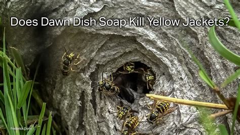 Will dish soap kill yellow jacket nest?