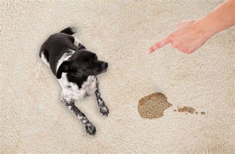 Will dog pee ruin carpet?