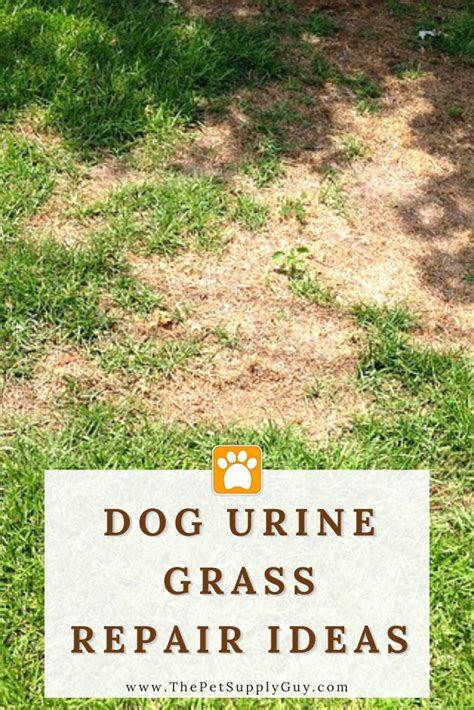 Will dog urine spots grow back?