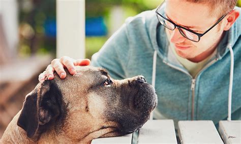 Will dogs be sad if you give them away?