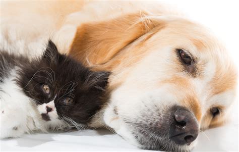 Will dogs protect cats?