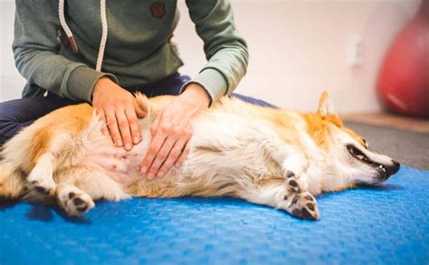 Will dogs with bloat lay down?