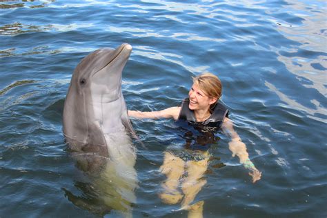 Will dolphins let you touch them?