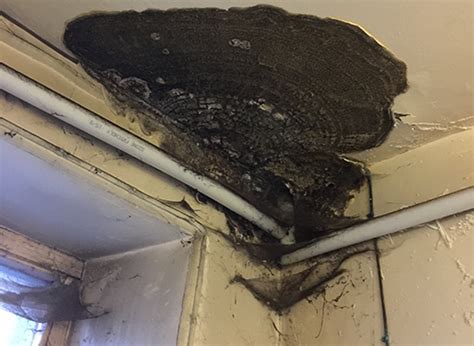 Will dry rot come back?