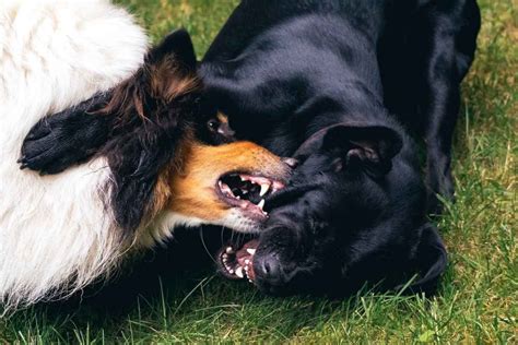 Will female dogs stop fighting?
