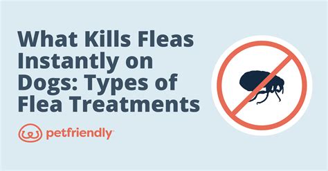 Will fleas go away with no pets?