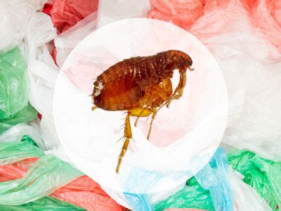 Will fleas suffocate in a plastic bag?
