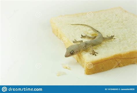 Will geckos eat bread?