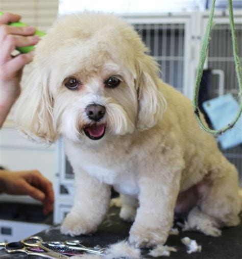 Will groomers take difficult dogs?
