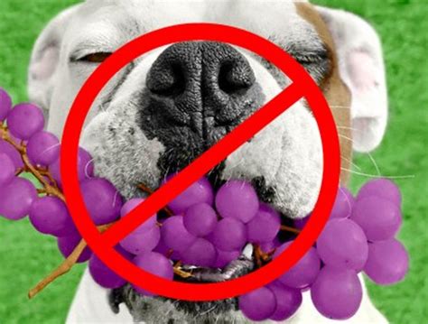 Will half a grape hurt my dog?